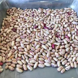 Frijol colorado ( masa de puerco)