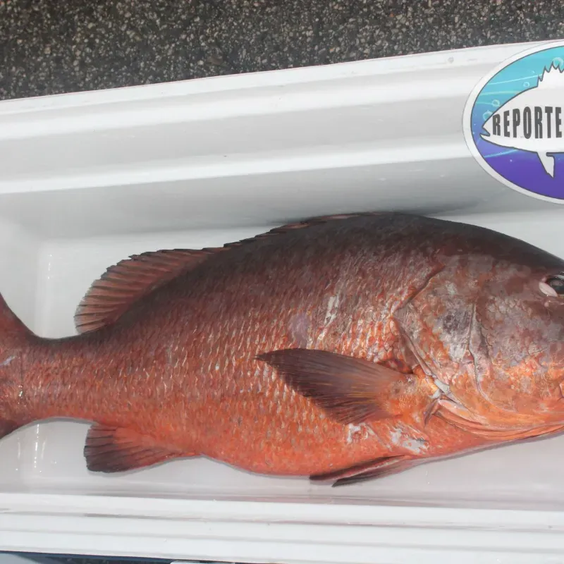 Pescado fresco