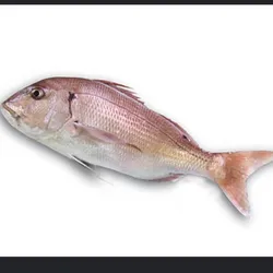 Pescado Pargo 7Lb
