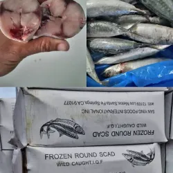 Cajas de pescado jurel 