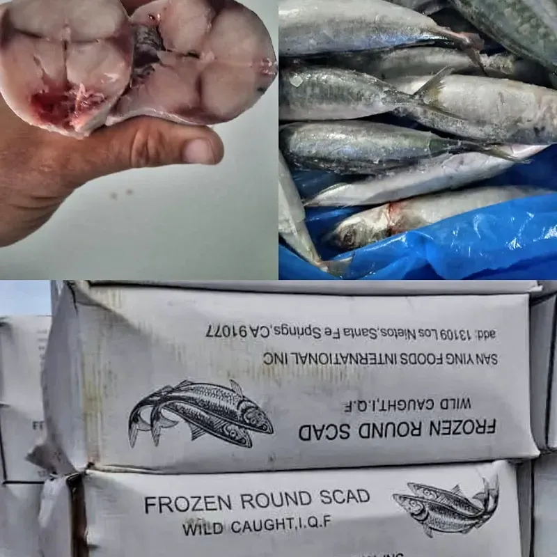 Cajas de pescado jurel 