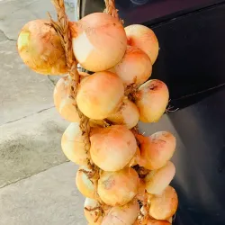 Cebollas