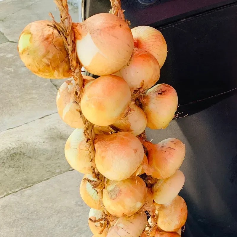 Cebollas