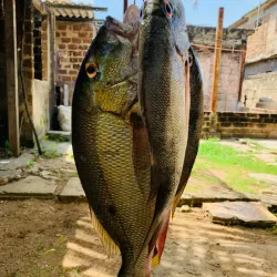 Pargos 