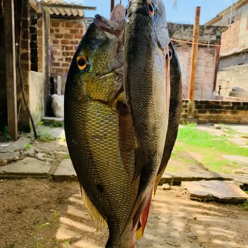 Pargos 