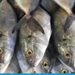 Pescado 