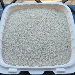 Arroz criollo