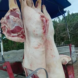 Puercos enteros