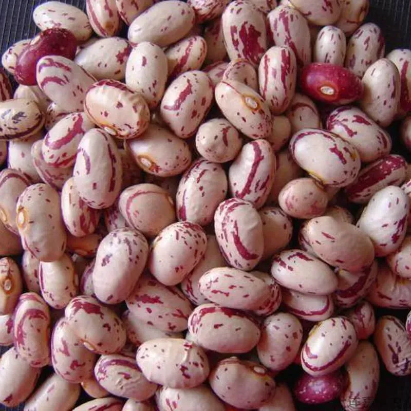 FRIJOLES COLORADOS ( 5 lb ) 