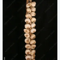Pata de ajo