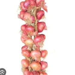 Pata de cebolla