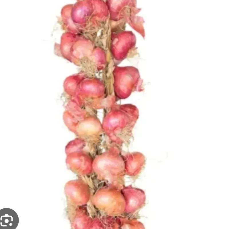 Pata de cebolla