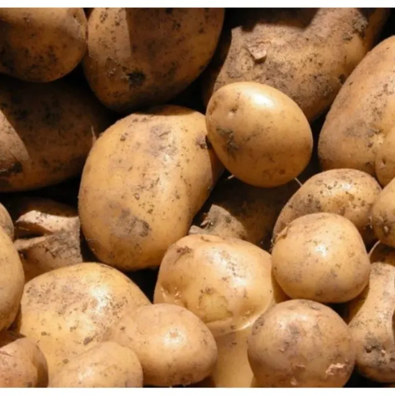 Bolsas de Papa 