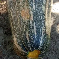Calabaza 