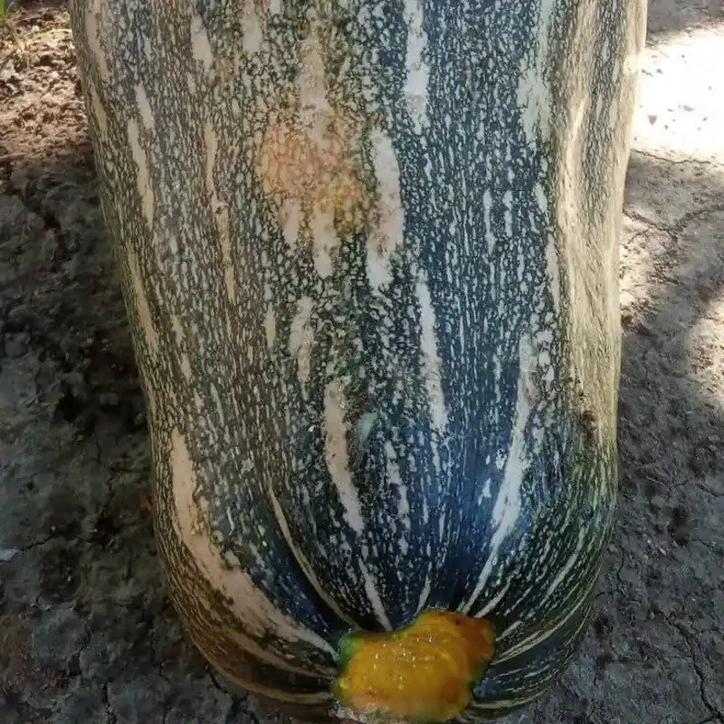 Calabaza 