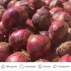 Cebolla Morada