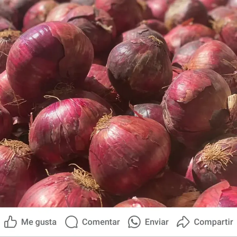 Cebolla Morada
