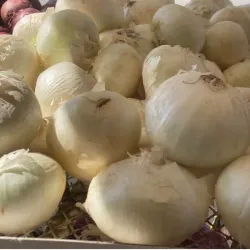Cebollas Blanca 