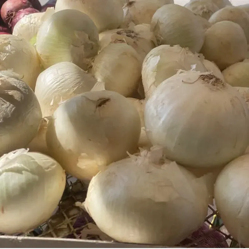 Cebollas Blanca 