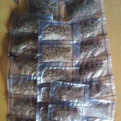 Comino en Grano 