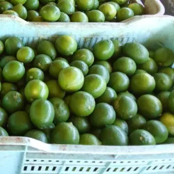 Limón 