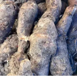 Malanga