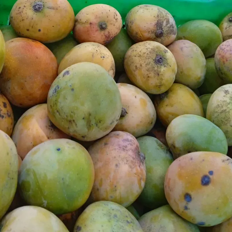 Mango 