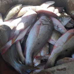 Pargos 