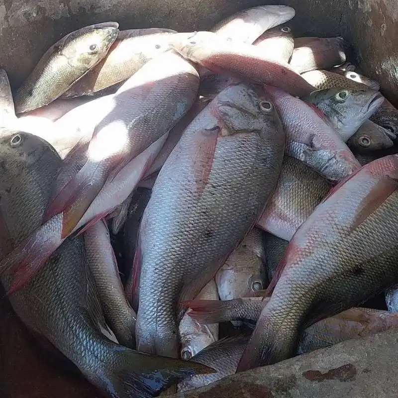Pargos 