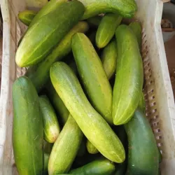 Pepinos 