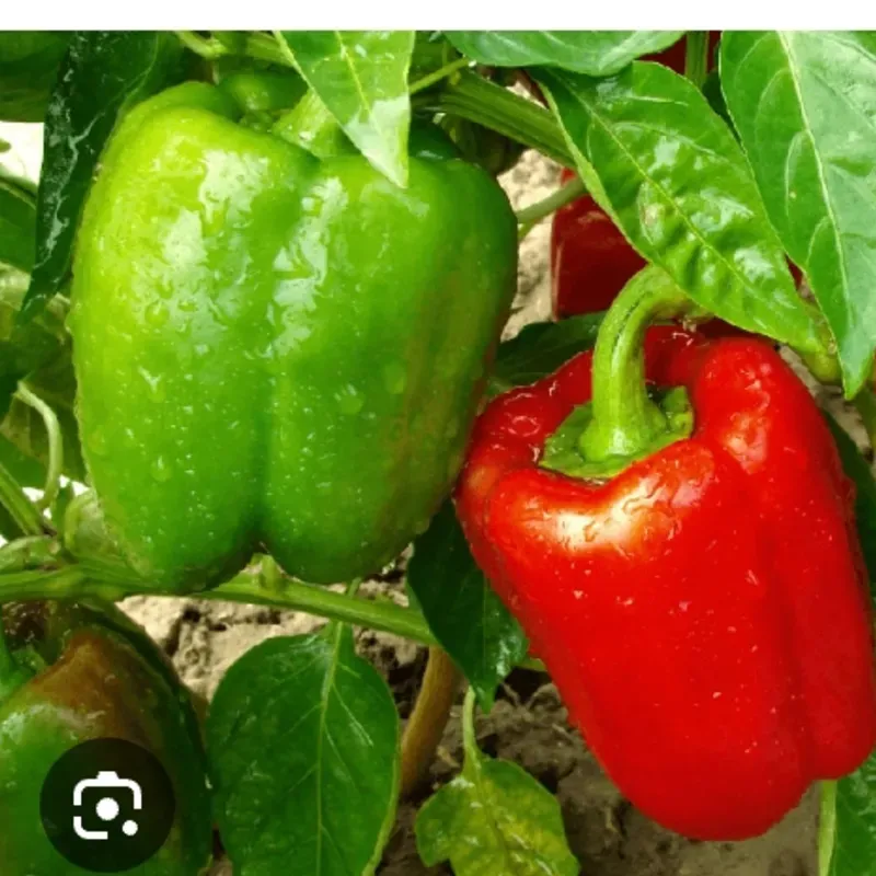 Pimiento 