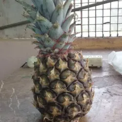 Piña