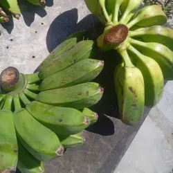 Plátano Burro(Burros)