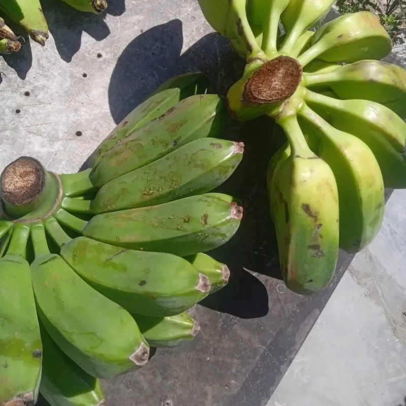 Plátano Burro(Burros)