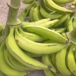 Plátano Vianda(Plátano)