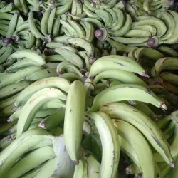 Plátano Vianda( Plátano Macho) 