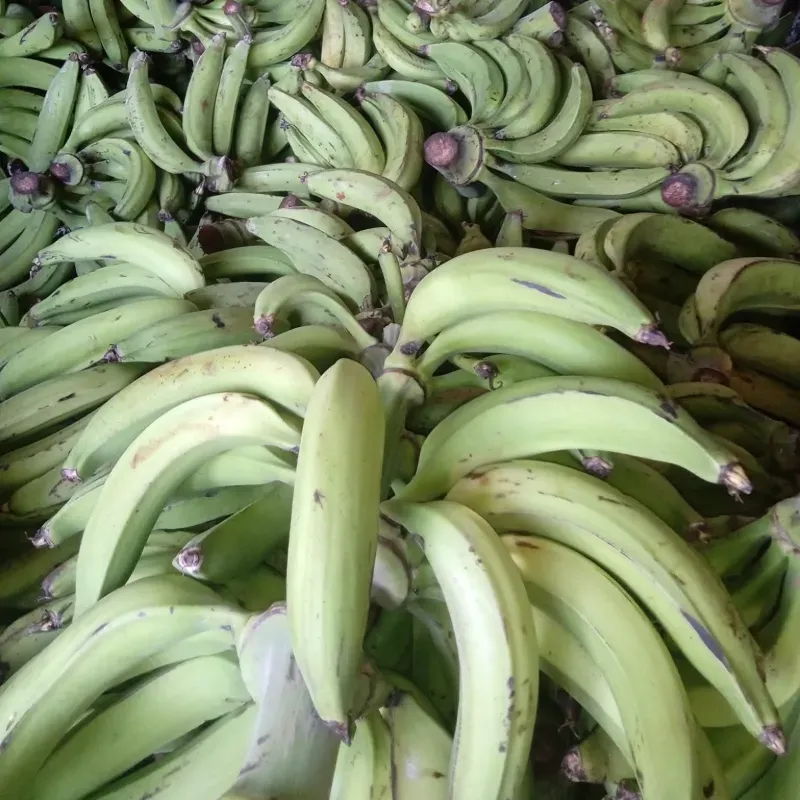 Plátano Vianda( Plátano Macho) 