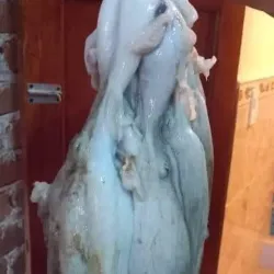 Pulpo