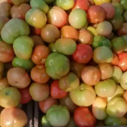 Tomate 