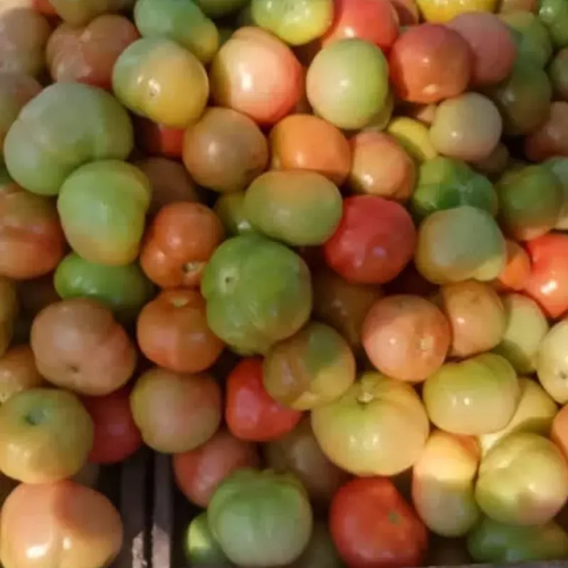 Tomate 