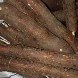 Yuca 