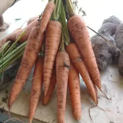Zanahorias