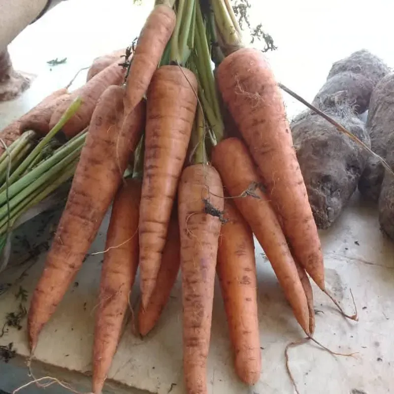 Zanahorias