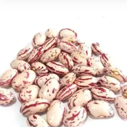 Frijol japones