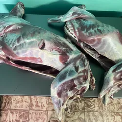 Ovejo entero limpio 18-20 lb 