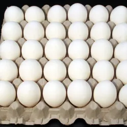 Cartón de Huevos 🥚