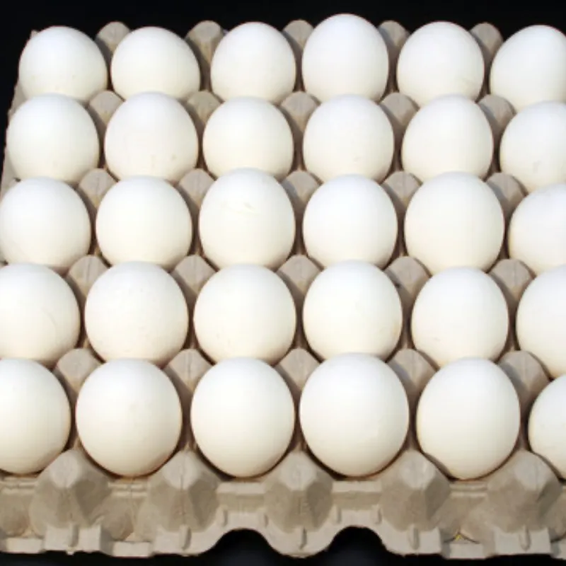 Cartón de Huevos 🥚