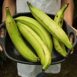 Plátano (1 lb)