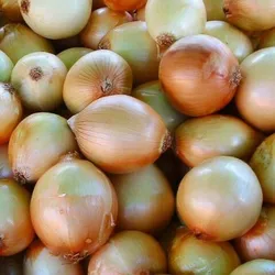 Cebolla.🧅