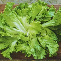 Lechuga.🥬